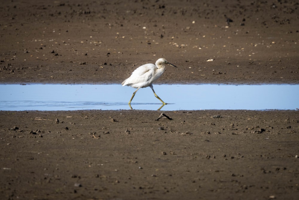 a white bird walking across a dirt field