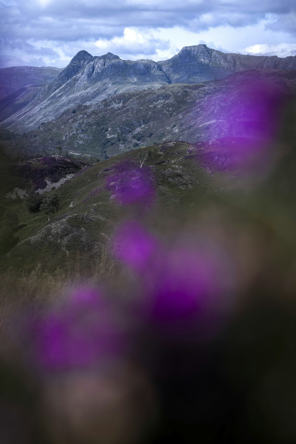 a purple flower in the foreground with a mountain in the background