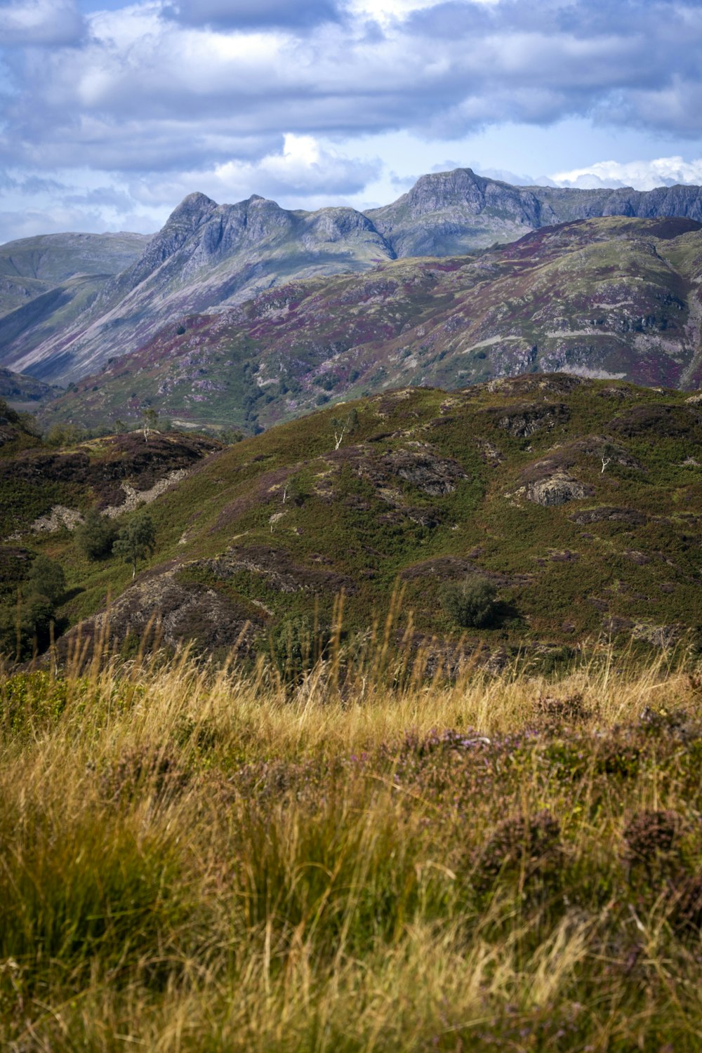 a grassy field with mountains in the background