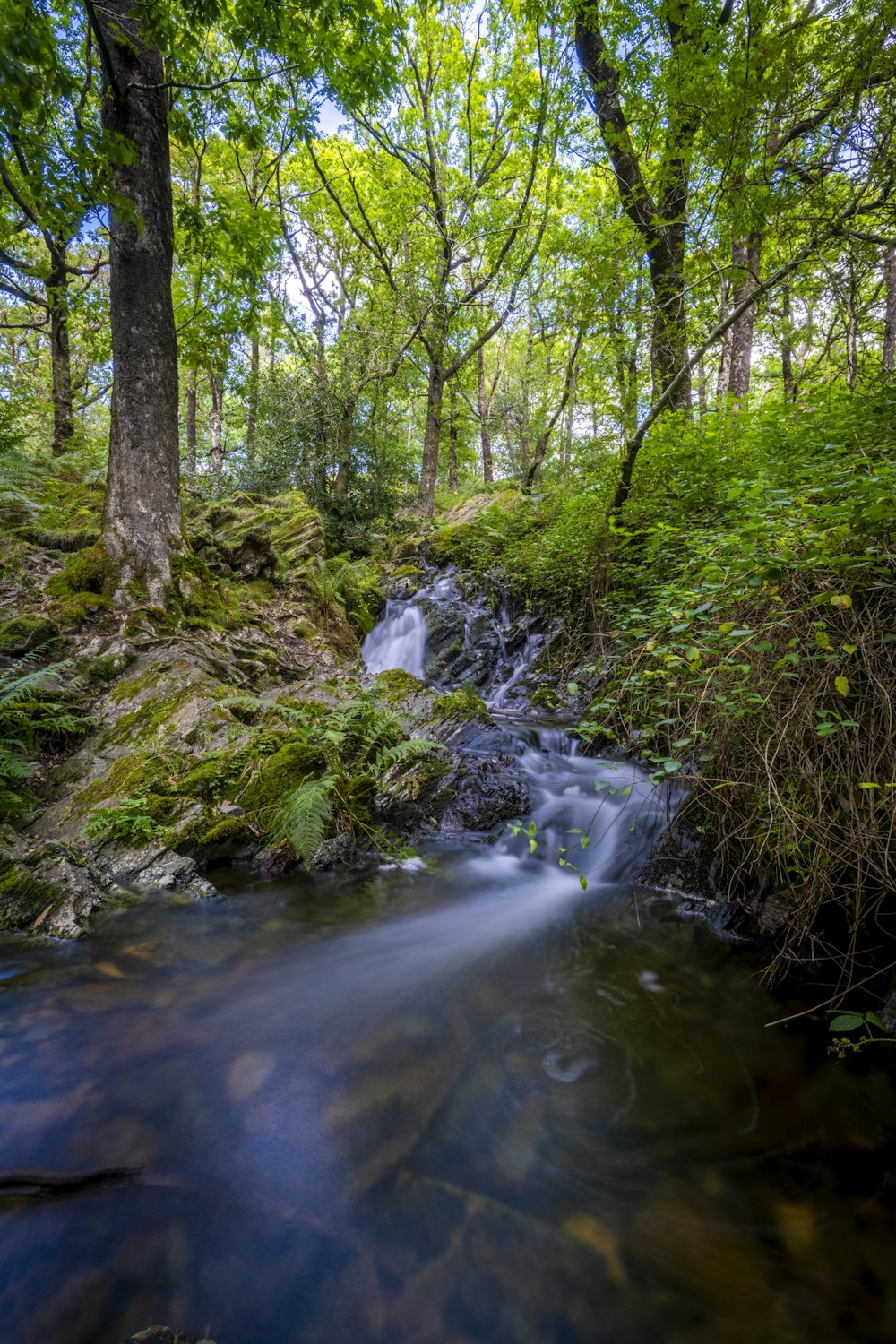 a stream running through a lush green forest