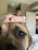 A dog's face up close with a focus on its eyes and nose. In the background, a hand is holding a pink bone-shaped treat that says 'GOOD GIRL'. The setting appears to be inside a room with neutral-colored walls and a partially open door.