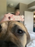 A dog's face up close with a focus on its eyes and nose. In the background, a hand is holding a pink bone-shaped treat that says 'GOOD GIRL'. The setting appears to be inside a room with neutral-colored walls and a partially open door.
