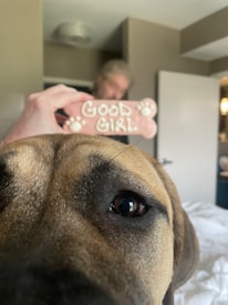 A dog's face up close with a focus on its eyes and nose. In the background, a hand is holding a pink bone-shaped treat that says 'GOOD GIRL'. The setting appears to be inside a room with neutral-colored walls and a partially open door.