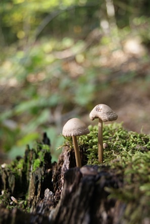 Two mushrooms with beige caps stand on a bed of green moss, growing on a decaying piece of wood in a forest. The background is blurred, featuring various shades of green and brown, indicative of foliage and tree trunks.
