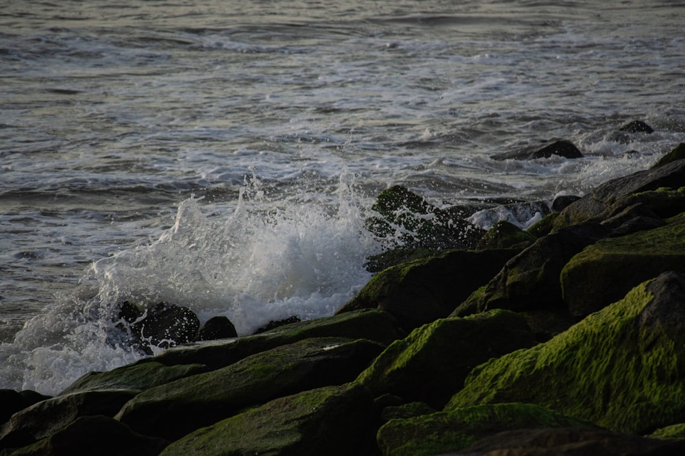 a bird standing on a rock near the ocean