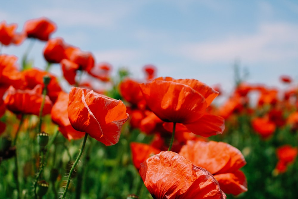 a field full of red flowers with a blue sky in the background