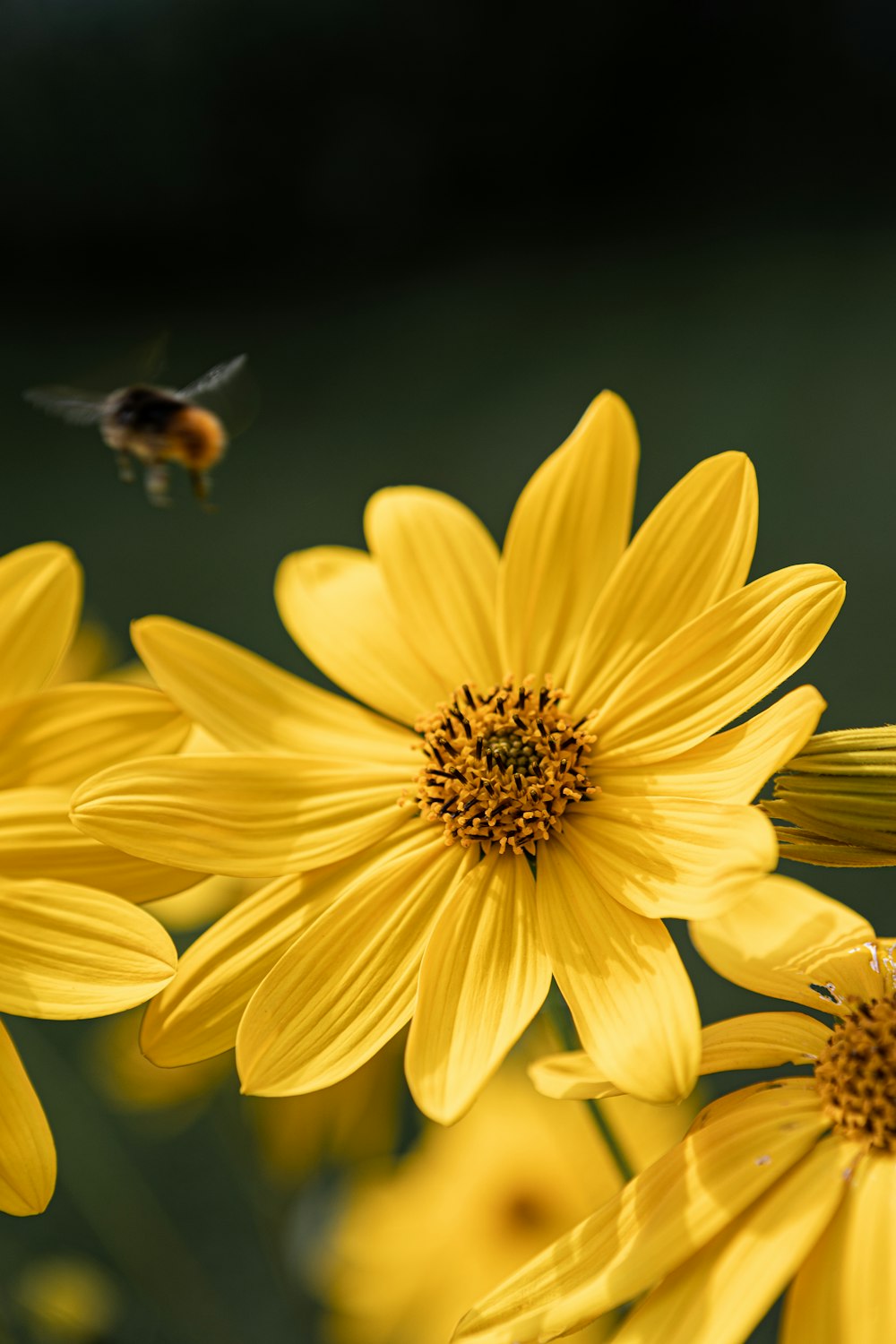 a bee flying over a bunch of yellow flowers