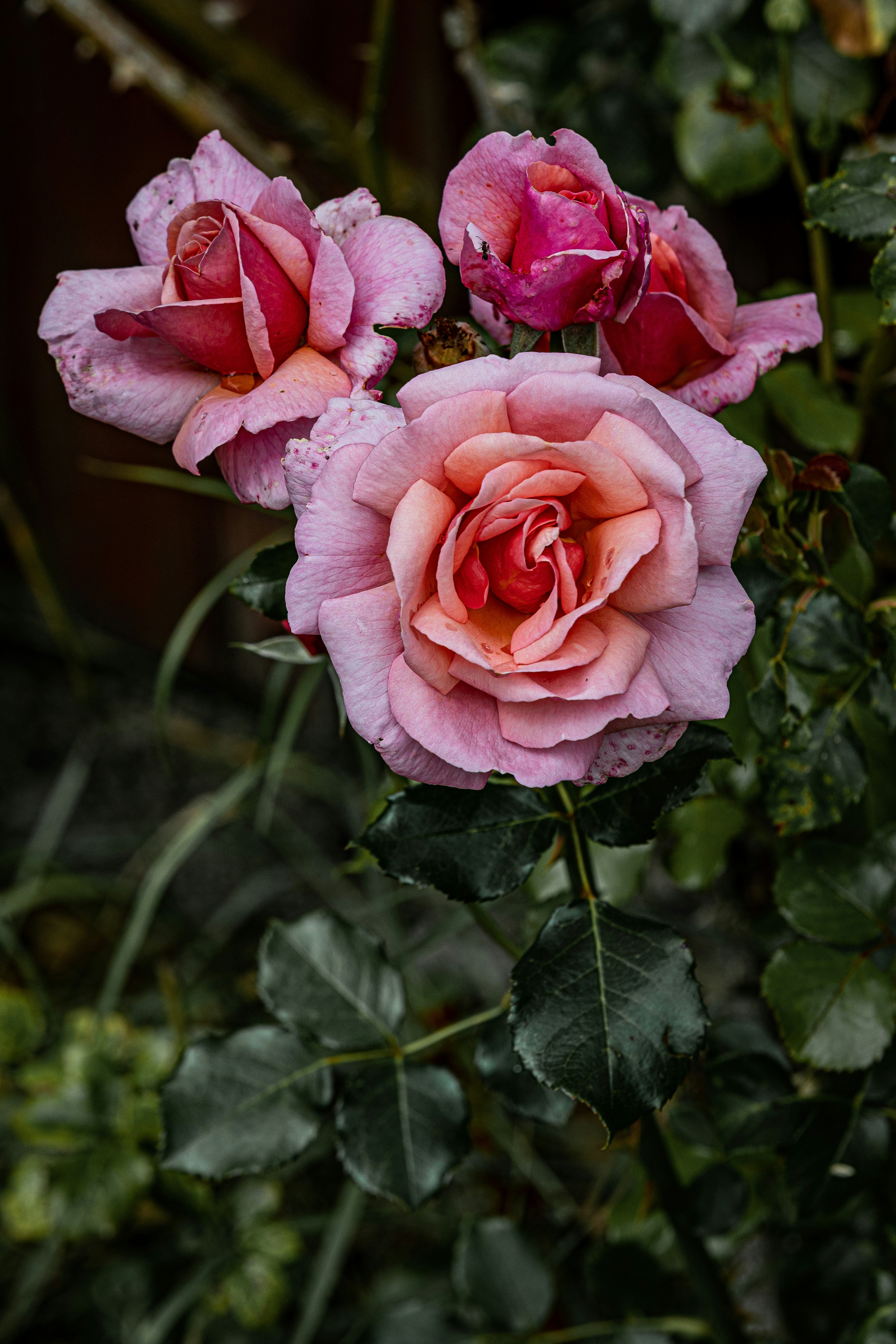 Photo by allvar