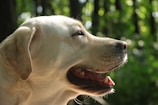 A gentle portrait of Cacau, the caring mother Labrador, sitting calmly in a sunlit garden.