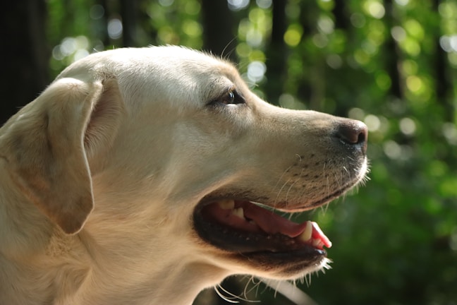 A gentle portrait of Cacau, the caring mother Labrador, sitting calmly in a sunlit garden.