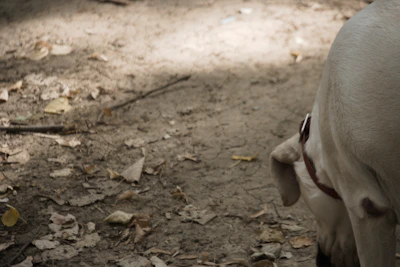 An adorable dog wearing a lightweight tag collar in natural outdoor light
