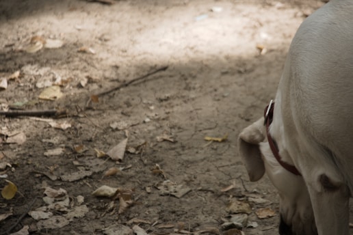A close-up of a dog wearing a smart collar in a natural outdoor setting.