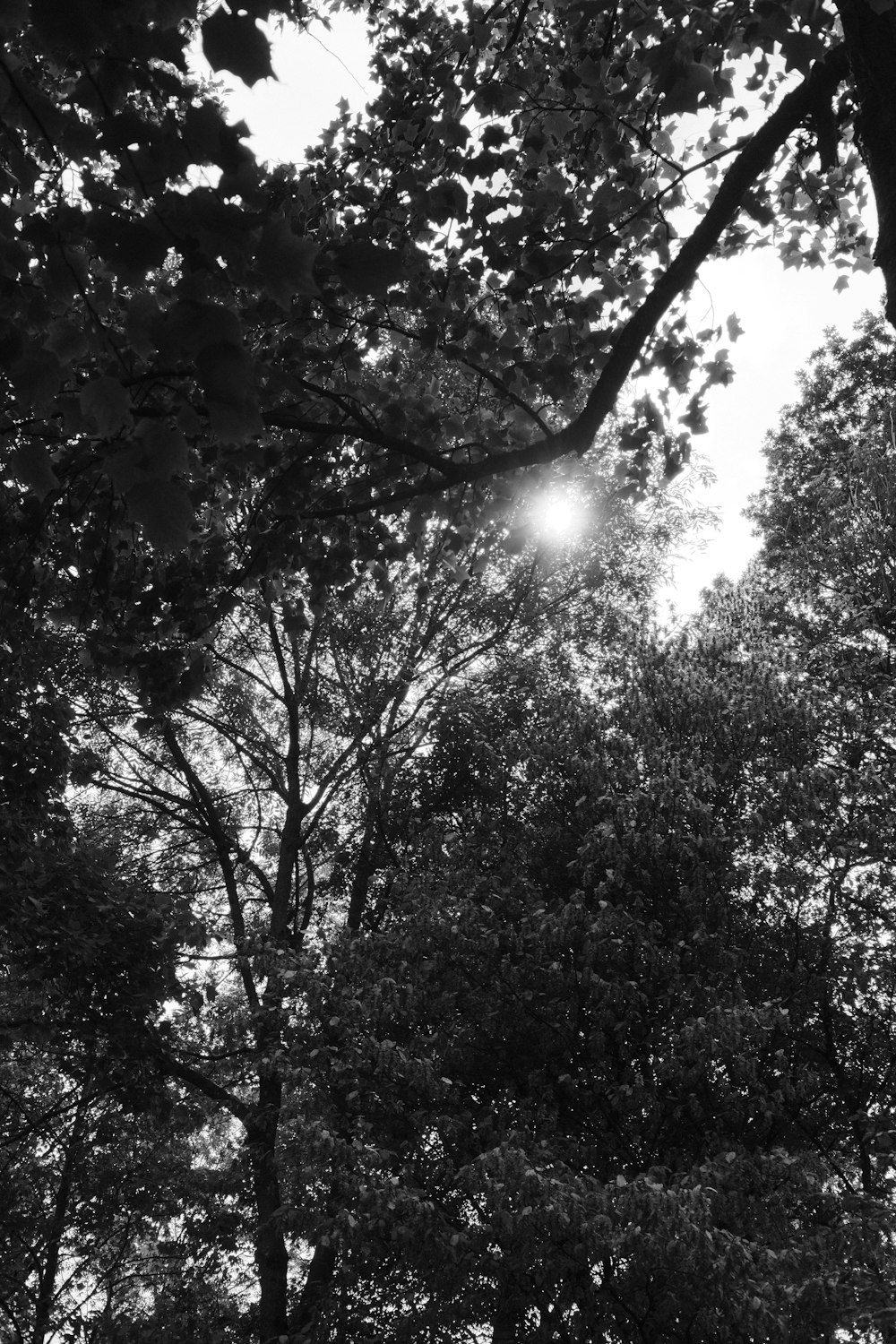 a black and white photo of the sun shining through the trees