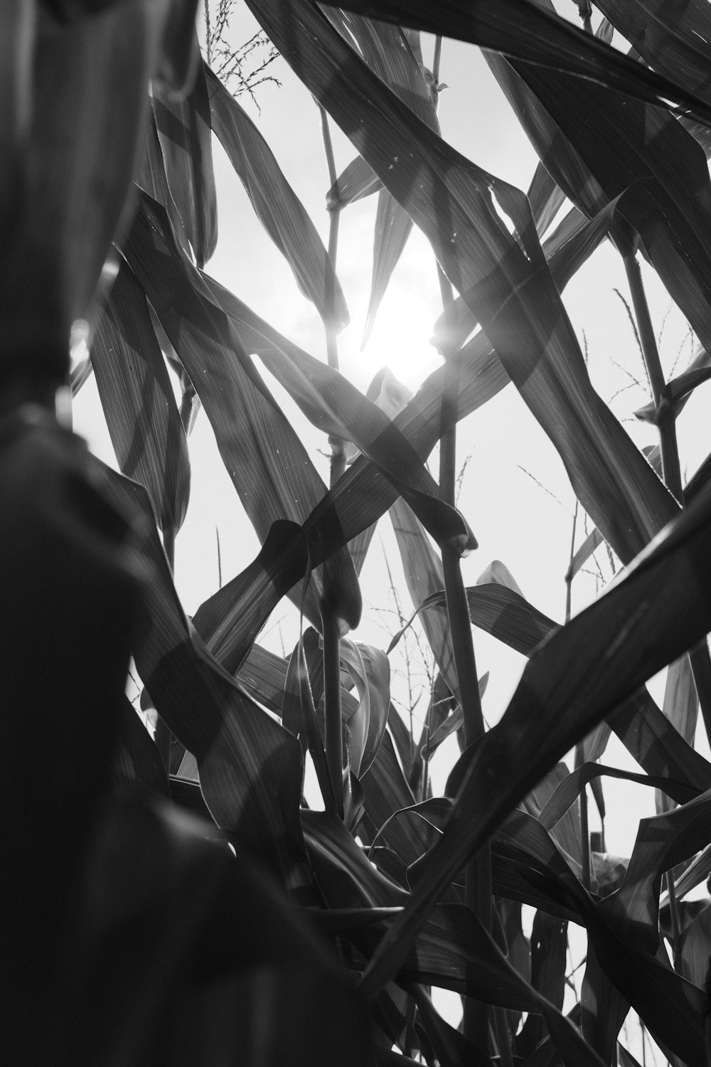 a black and white photo of the sun peeking through the leaves of a plant