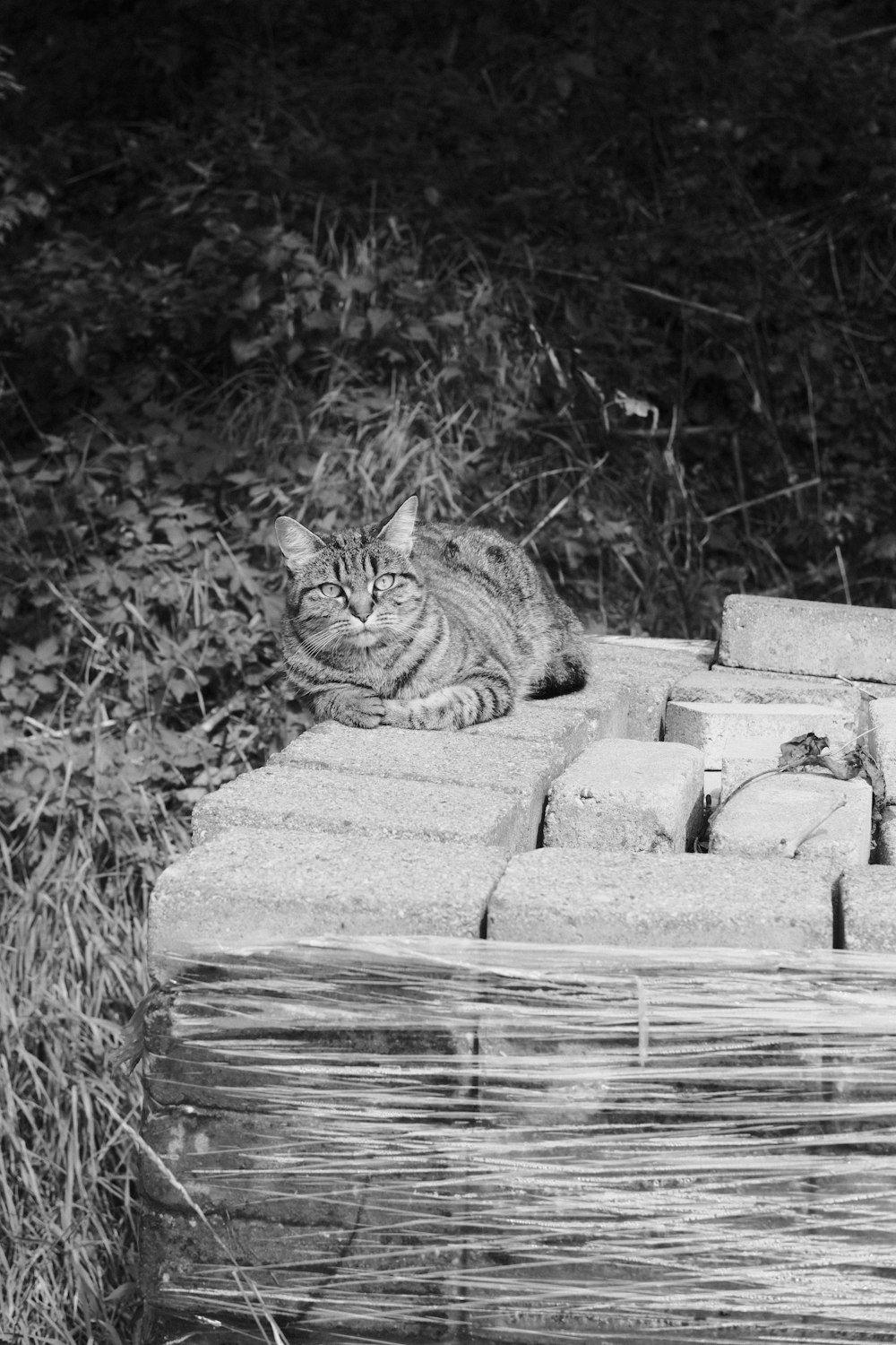 a cat laying on top of a pile of bricks