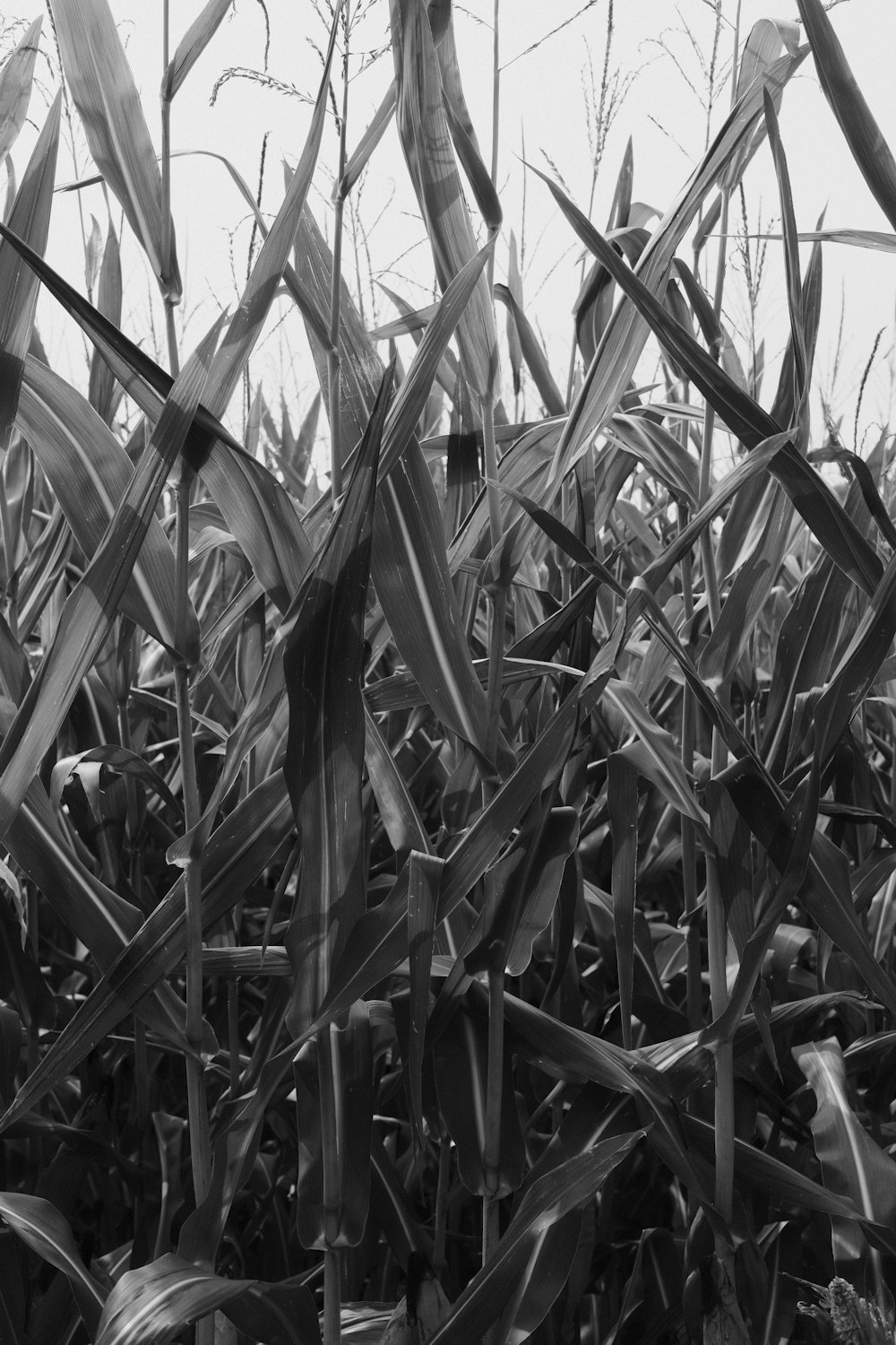 a black and white photo of a field of corn