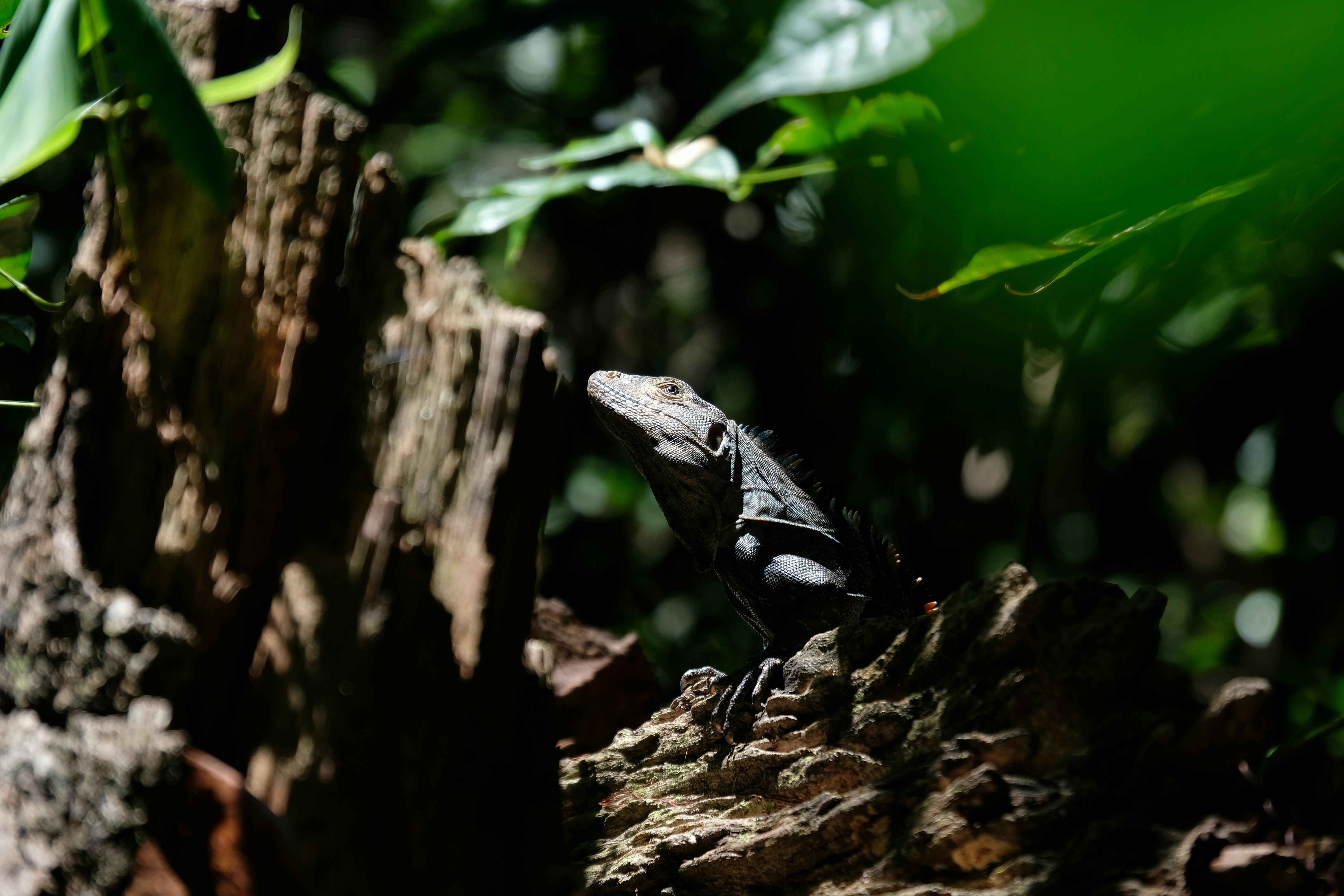 manuel antonio national park costa rica