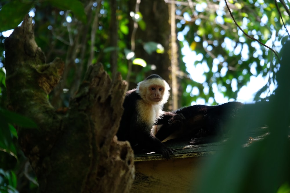Un mono de cara blanca sentado en la cima de un árbol