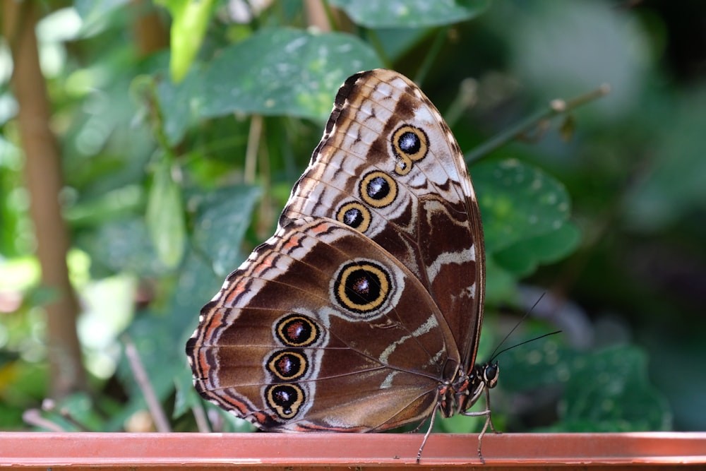 a close up of a butterfly on a ledge