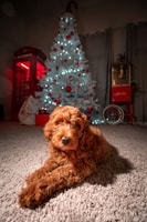A fluffy, brown dog is lying on a carpet in a cozy room. In the background, there is a tall, white Christmas tree decorated with red ornaments and white lights, adding a festive atmosphere. To the left, a red telephone booth structure and wrapped gifts are visible, enhancing the holiday feel. The lighting is warm and inviting.