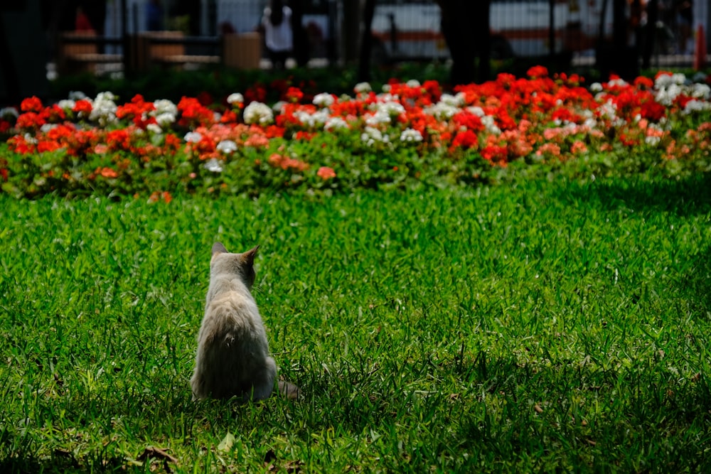 a cat sitting in the grass looking at flowers