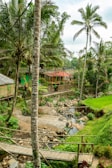 A lush tropical landscape featuring tall palm trees and vibrant greenery. A small wooden bridge leads over a rocky stream, surrounded by dense foliage and a rice field. In the background, a structure with a red roof is nestled among the trees.
