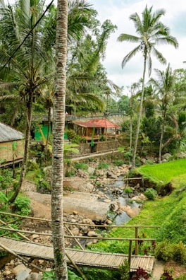A lush tropical landscape featuring tall palm trees and vibrant greenery. A small wooden bridge leads over a rocky stream, surrounded by dense foliage and a rice field. In the background, a structure with a red roof is nestled among the trees.