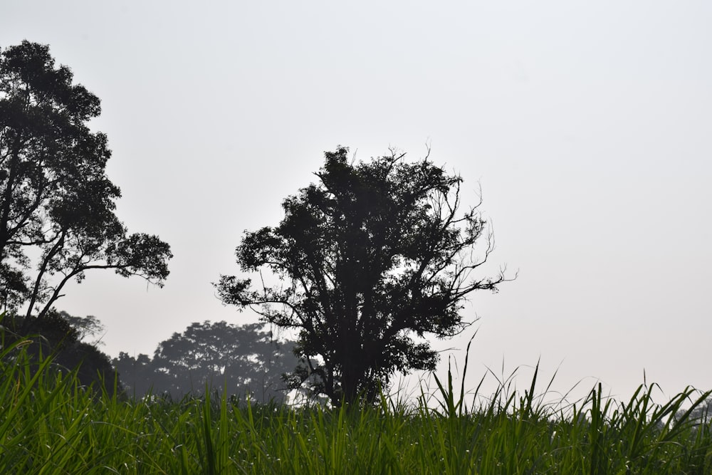 un paio di alberi che sono nell'erba