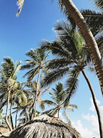 Uncle Luke animated in mid-storytelling pose, with a backdrop of Caribbean waves and palm trees.