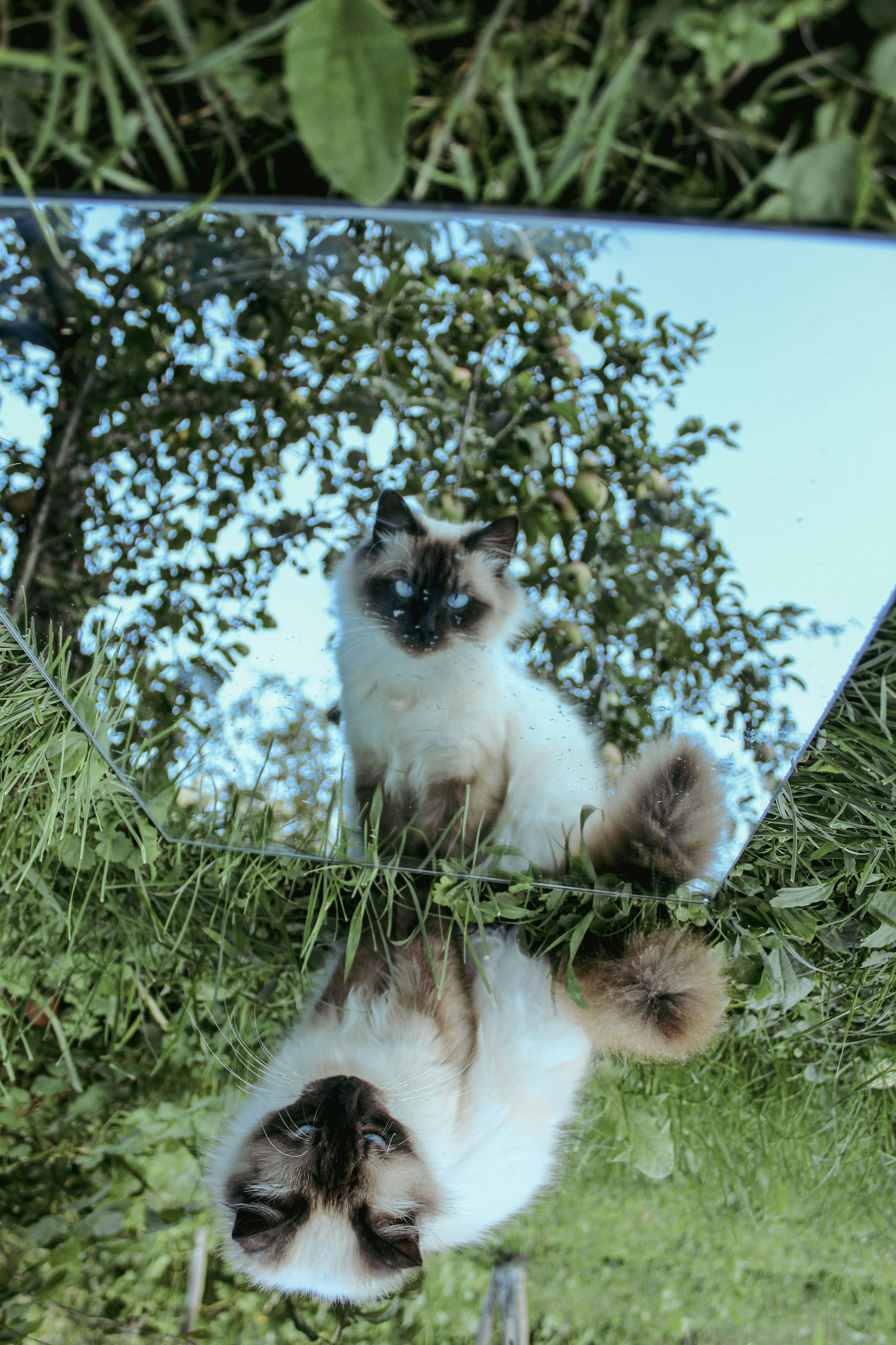 Kucing Himalaya: Keindahan dan Karakteristik yang Menawan