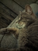 A cat peacefully resting on a couch with pulguitrap visible on its collar
