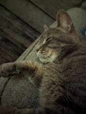 A cozy scene of a cat resting peacefully on a modern living room couch.