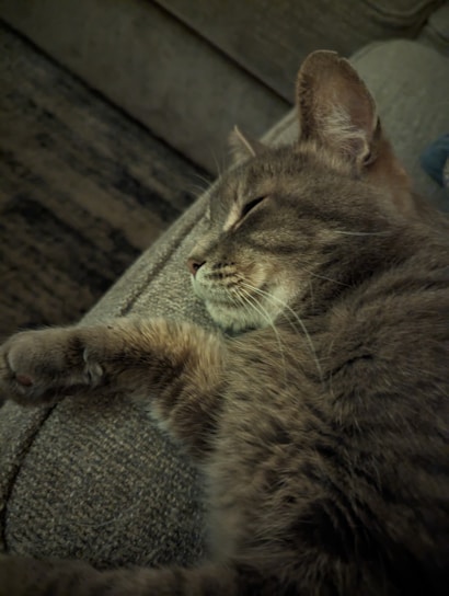 A cozy scene of a cat resting peacefully on a modern, minimalist living room couch.
