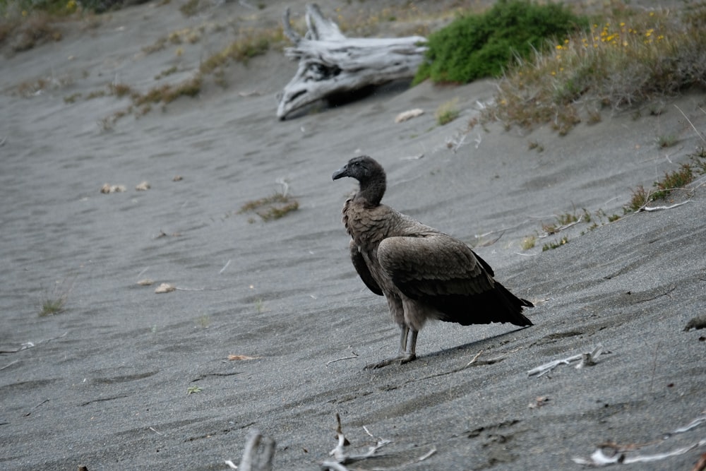 Un gran pájaro parado en la cima de una playa de arena