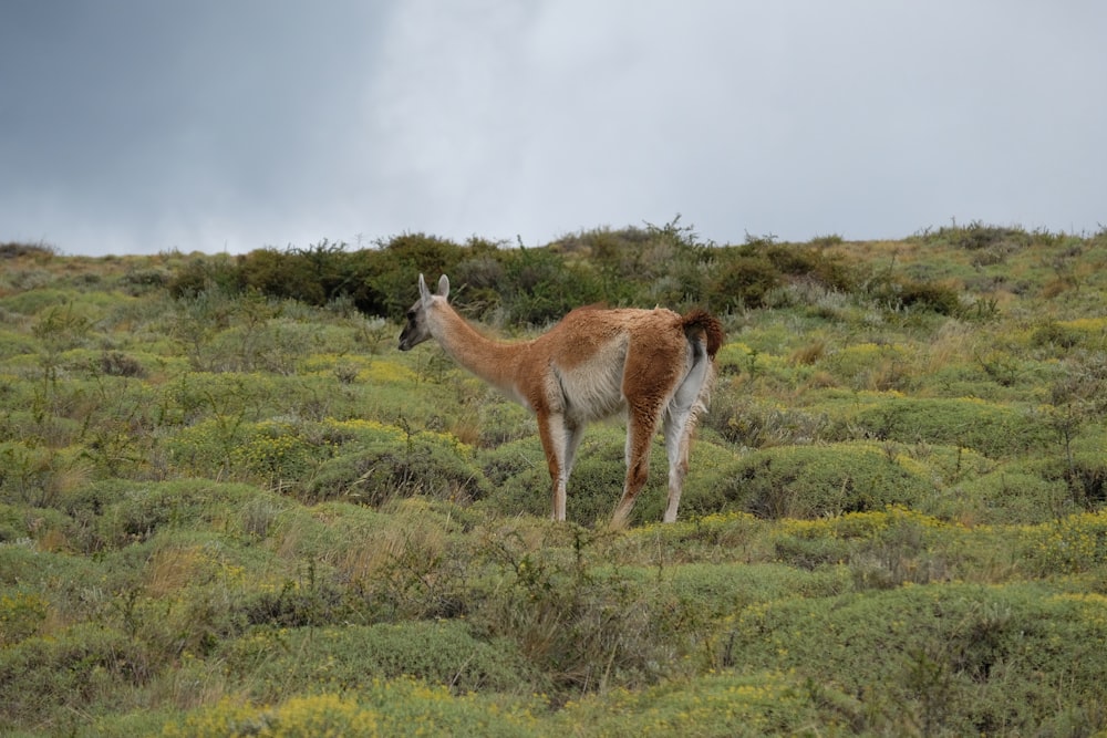 a llama standing in a field of green grass