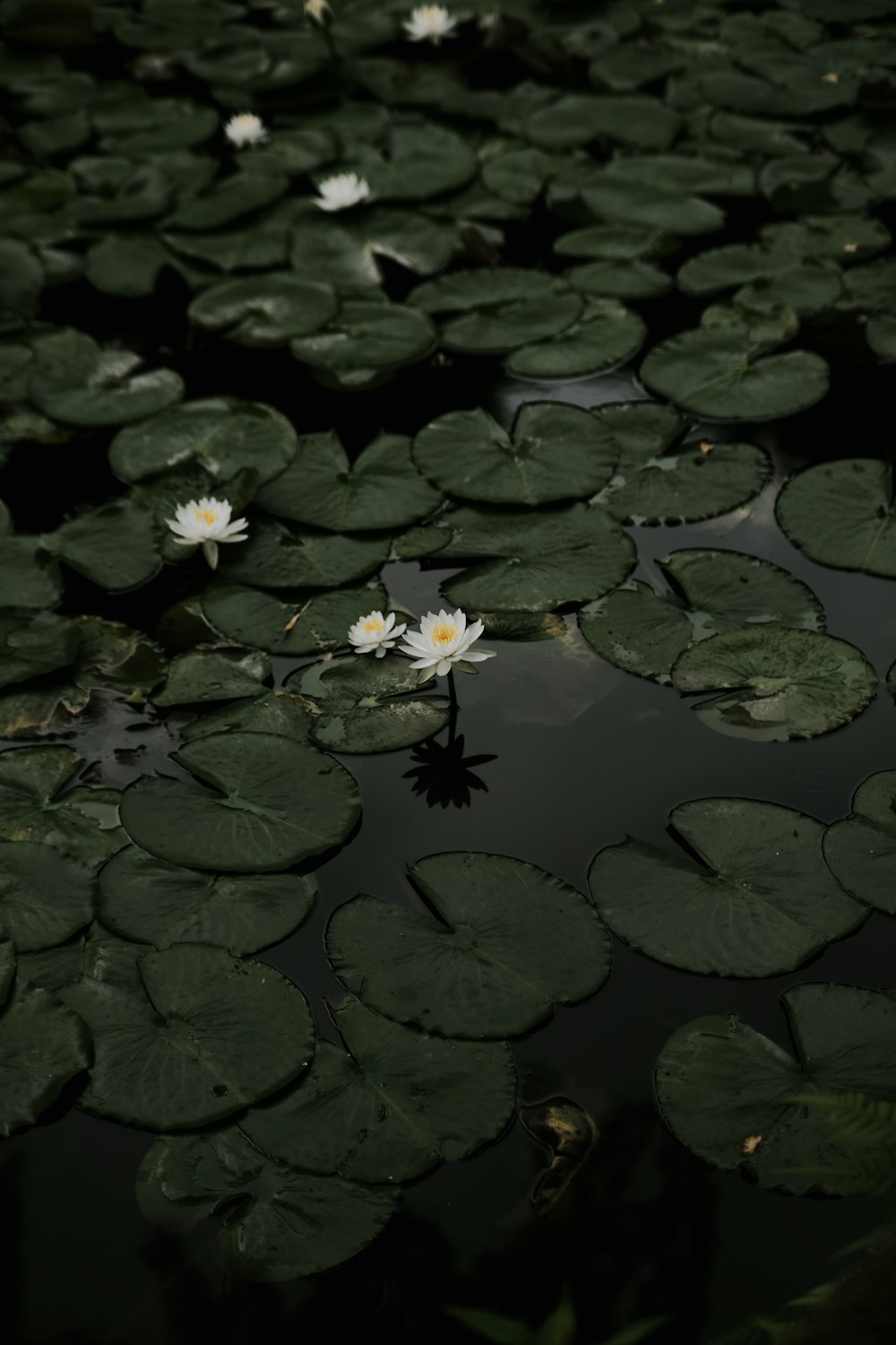 water lilies in a pond with lily pads