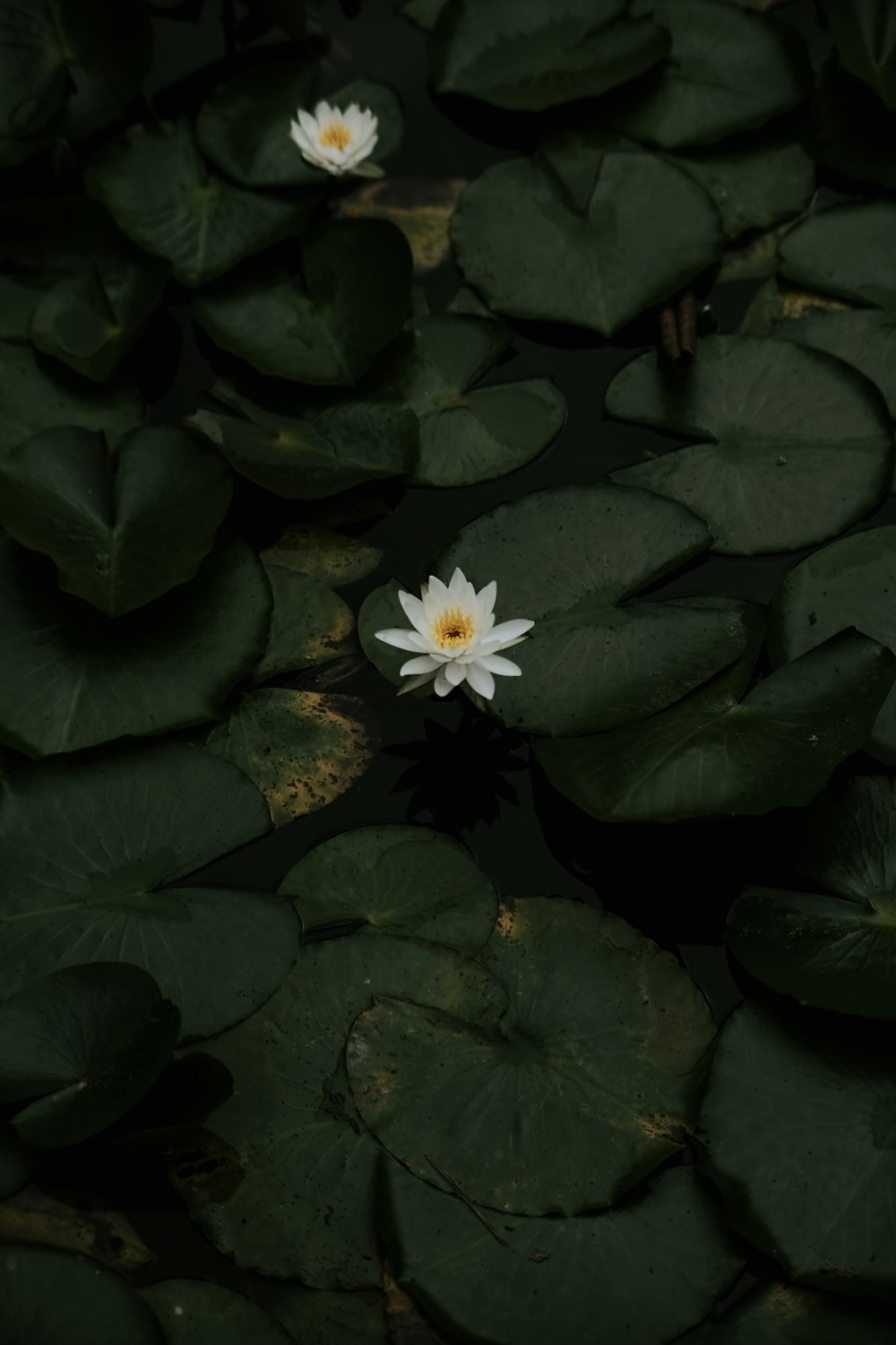a couple of white flowers floating on top of a pond