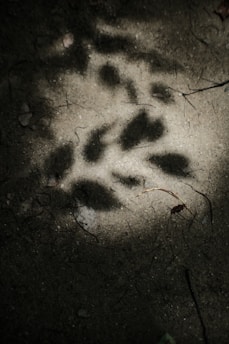 A series of animal paw prints are visible on sandy ground, illuminated by a spotlight that creates strong shadows. The environment appears natural and earthy, with occasional small twigs and debris scattered around.