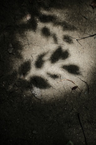 A series of animal paw prints are visible on sandy ground, illuminated by a spotlight that creates strong shadows. The environment appears natural and earthy, with occasional small twigs and debris scattered around.