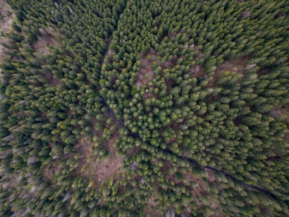 An aerial view of a dense, lush green forest composed mainly of coniferous trees. The tightly packed tree canopy creates a textured, vibrant landscape, with a subtle pathway or clearing visible cutting through the forest. A mix of green and brown hues creates a natural, earthy atmosphere.