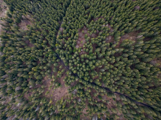 An aerial view of a dense, lush green forest composed mainly of coniferous trees. The tightly packed tree canopy creates a textured, vibrant landscape, with a subtle pathway or clearing visible cutting through the forest. A mix of green and brown hues creates a natural, earthy atmosphere.