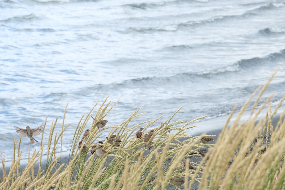 une volée d’oiseaux debout au sommet d’une plage de sable