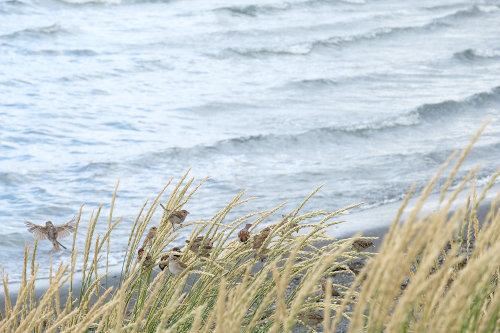 a flock of birds standing on top of a sandy beach