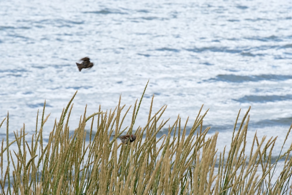 a bird flying over a body of water