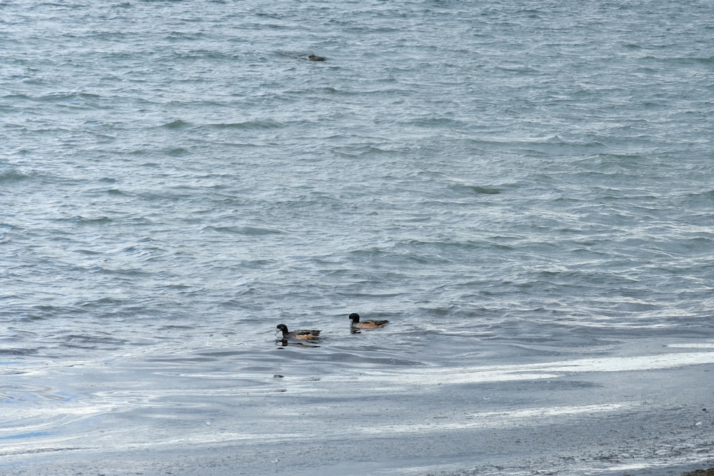 un couple de canards flottant au-dessus d’un plan d’eau