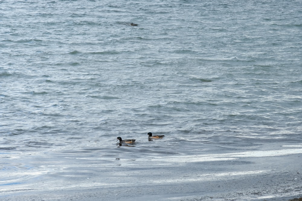 a couple of ducks floating on top of a body of water