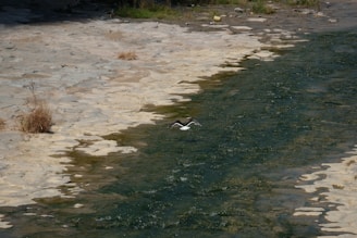A river flows diagonally across the image, with clear water revealing a rocky riverbed. A white bird with dark wings is captured mid-flight just above the water's surface. Sparse dry vegetation is visible along the sandy bank.
