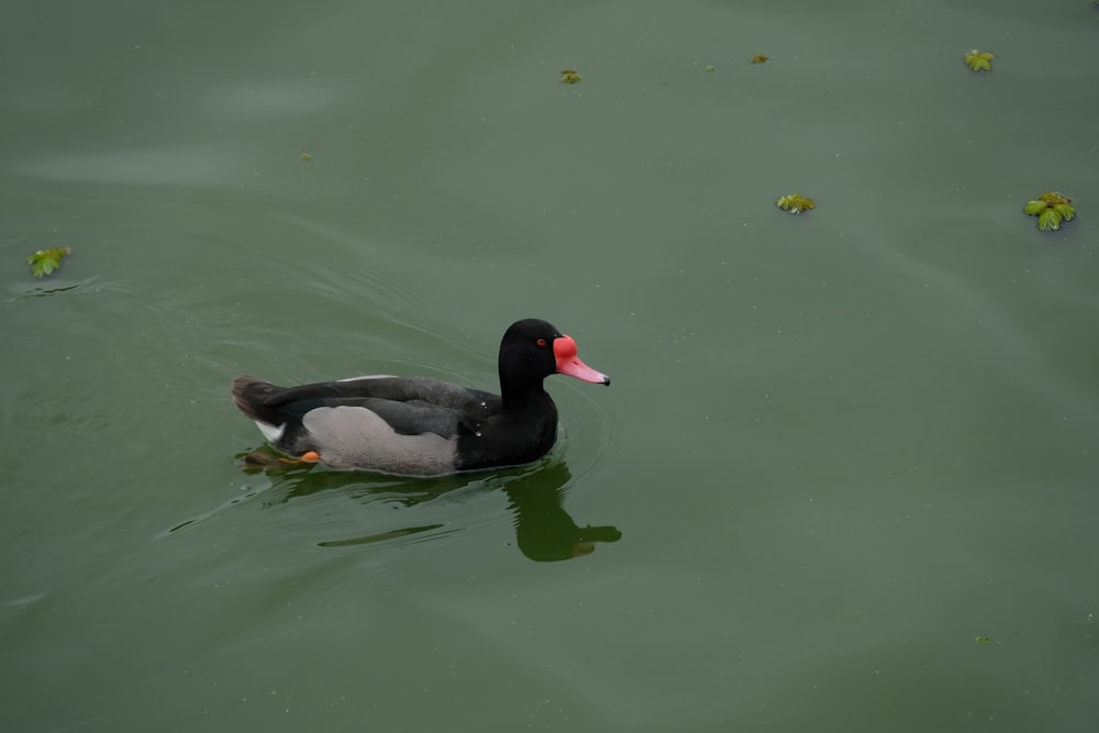 a black and gray duck floating on top of a lake