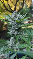 A close-up view of a cannabis plant in a natural outdoor setting, featuring dense buds with visible trichomes and jagged green leaves. Soft sunlight filters through the background, creating a serene atmosphere.