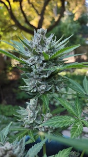 A close-up view of a cannabis plant in a natural outdoor setting, featuring dense buds with visible trichomes and jagged green leaves. Soft sunlight filters through the background, creating a serene atmosphere.